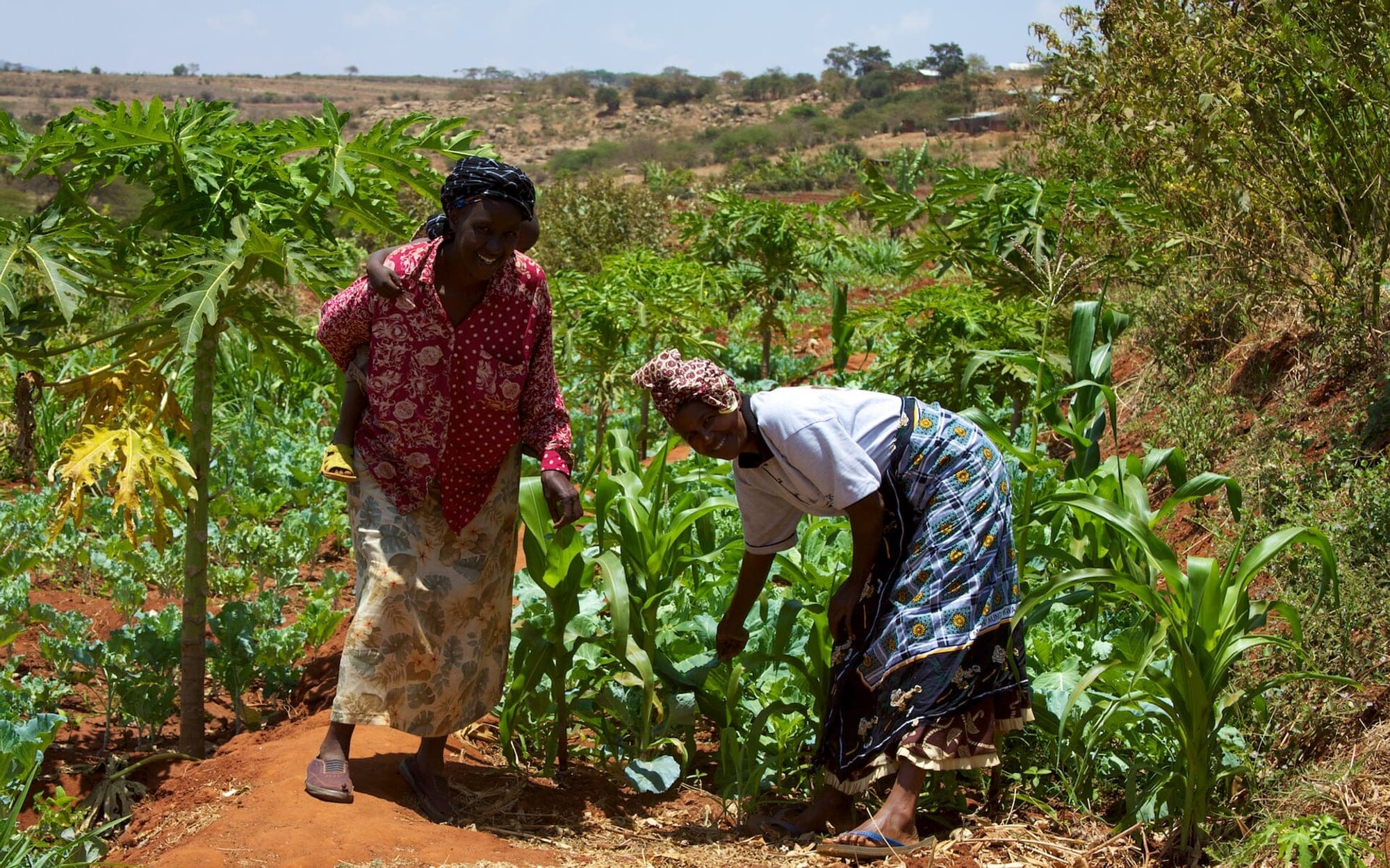 Green vegetable fields laid out in cultivated plots