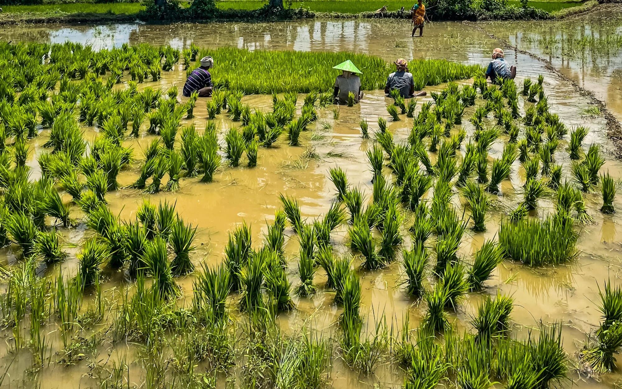 Young seedlings growing in cultivated rows