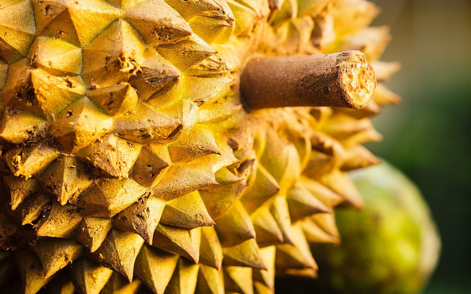 Whole durian fruit with their spiked husks