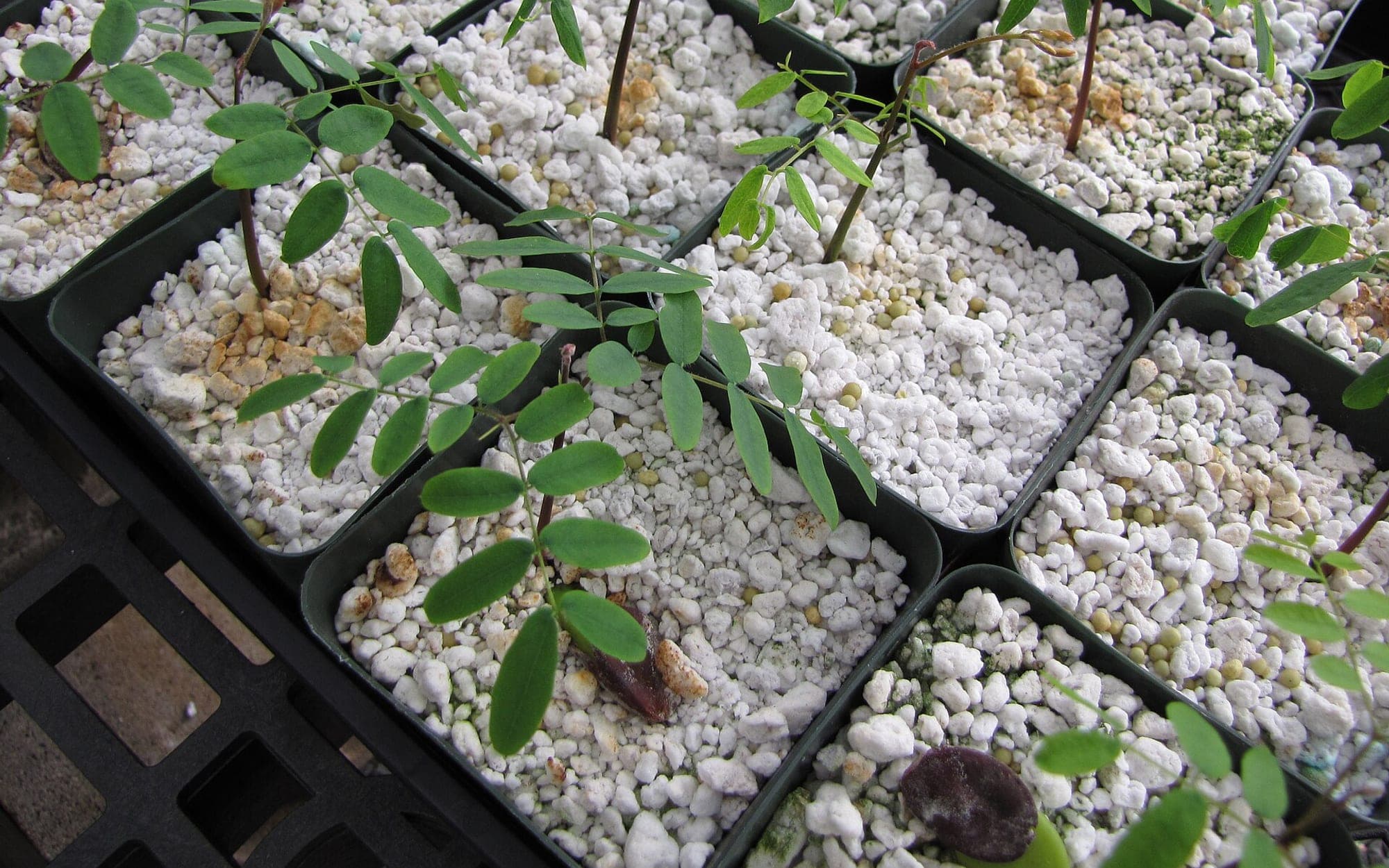 Young plants growing in seedling trays at a nursery